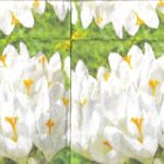 5066 - 5 servetten