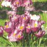 4095 - 5 servetten