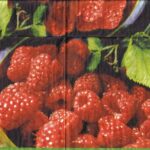 4537 - 5 servetten
