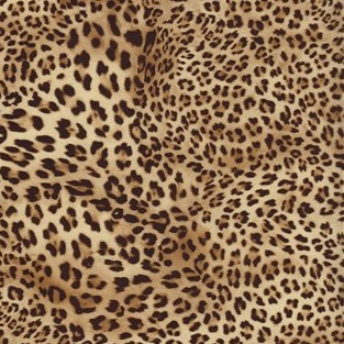 Cheetah - Specials